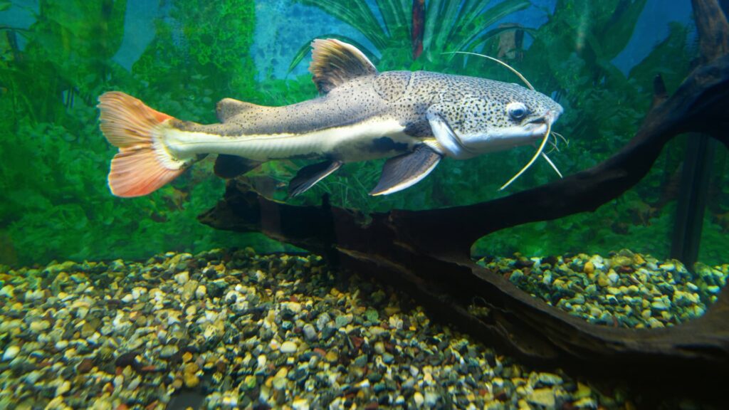 Trichomycterus of Titicaca lake