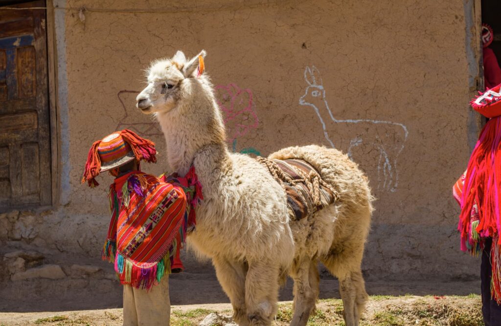 Alpacas are distinguishable because of their short necks and fluffyness.