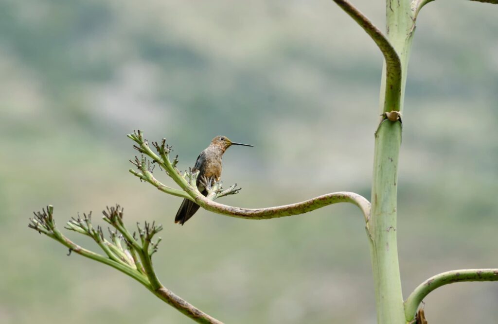 The giant hummingbird