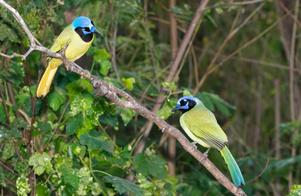 A couple of green jays, near the Machu Picchu bridge.