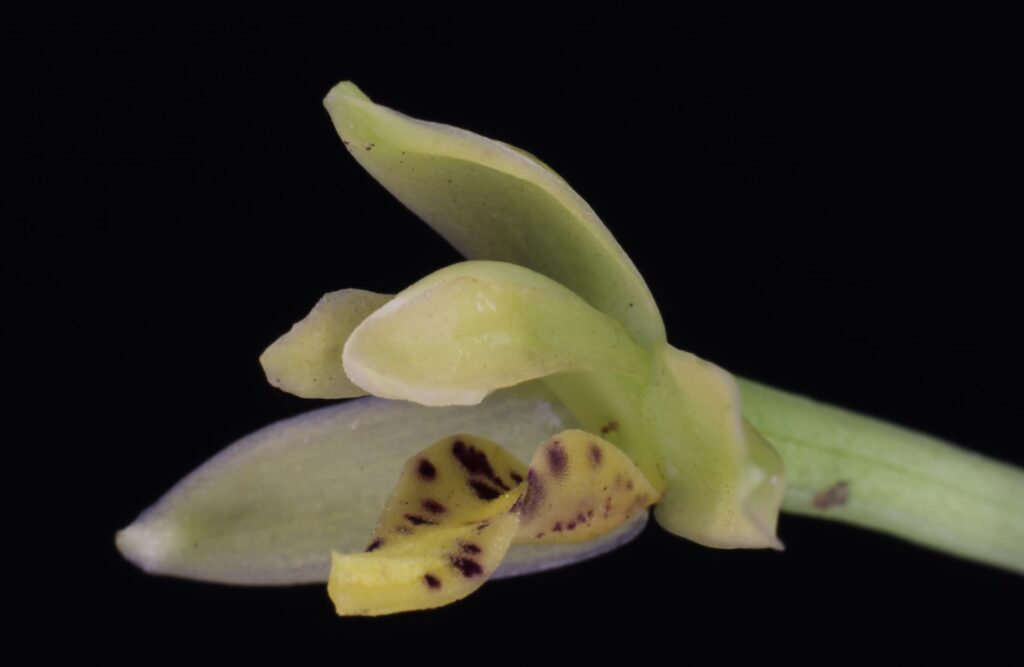 Orchids are fairly common around Machu Picchu's Park.