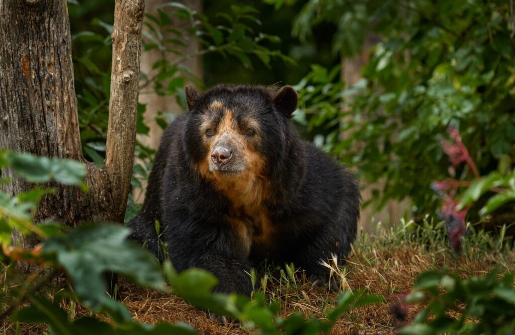 Spectacled bears are endangered species that inhabit Machu Picchu's Sanctuary.