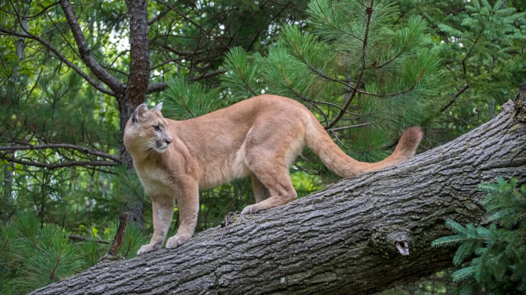 the puma is standing on a tree branch