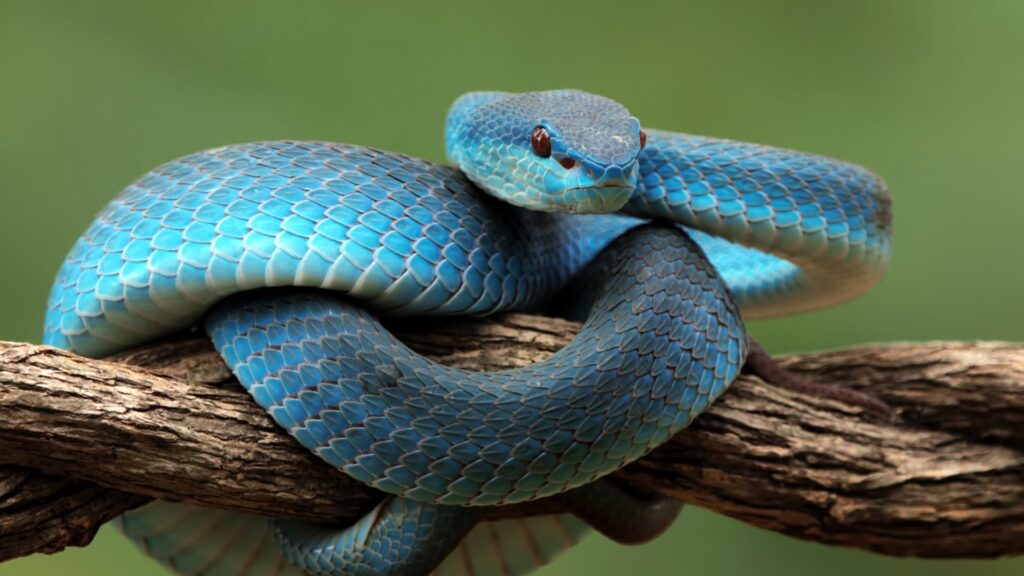 the snake is coiled on a branch