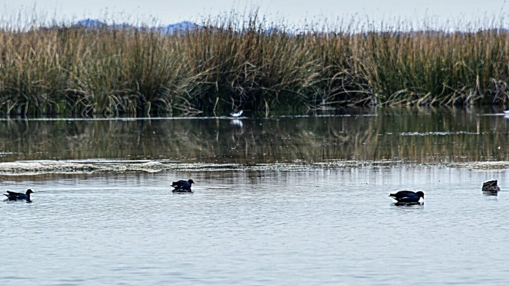 wild ducks of Lake Titicaca