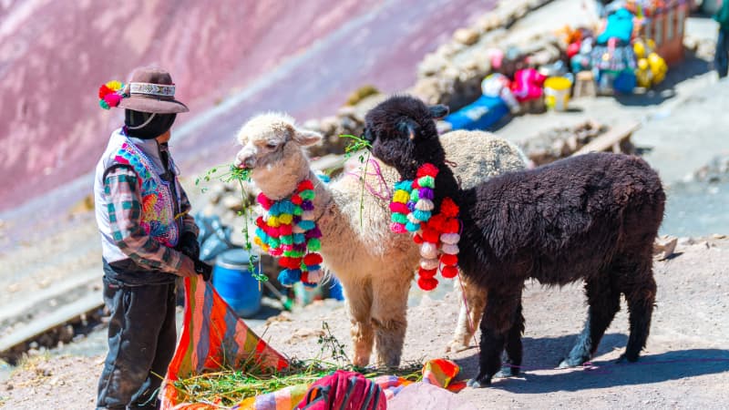 Fauna de la Montaña de Colores