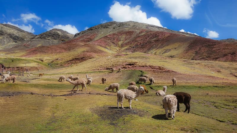 Llamas pastando en los valles de la montaña de Palcoyo, rodeados de praderas andinas.