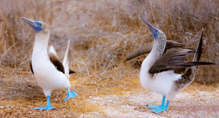 Pingüinos de Humboldt y lobos marinos en las Islas Ballestas.